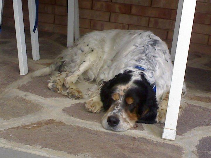 Anagrafe Canina e Tatuaggio