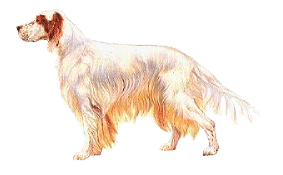 Setter Inglese – Carattere Razza, Salute e Alimentazione