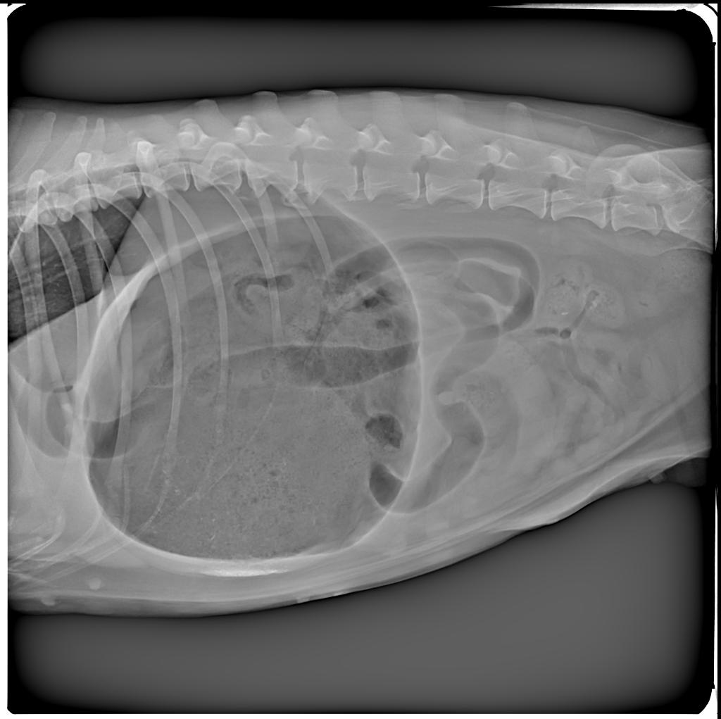 GASTROPESSI.....chi sei???